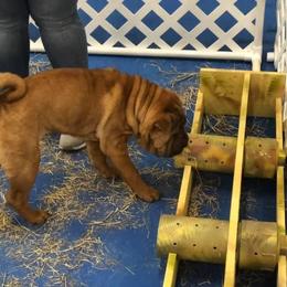 Chinese Shar-Pei Puppies from Sunspire Shar-pei