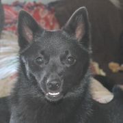Two Paws - Schipperke