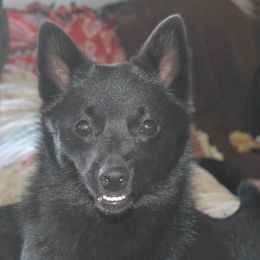 Two Paws - Schipperke