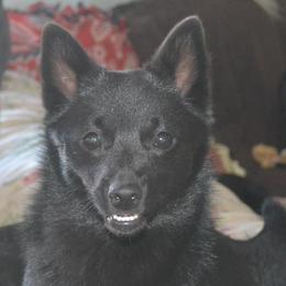 Two Paws - Schipperke
