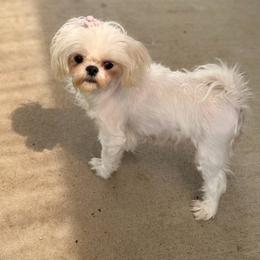 Stormie - White female Maltese puppy in Newport Beach, California from Exotic City Pomeranians and chihuahuas