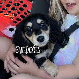 Dachshund Puppies from Swedoxies