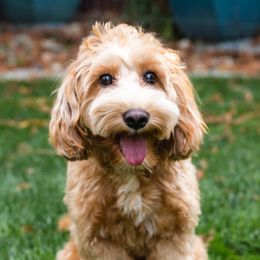 Athena - Australian Labradoodle