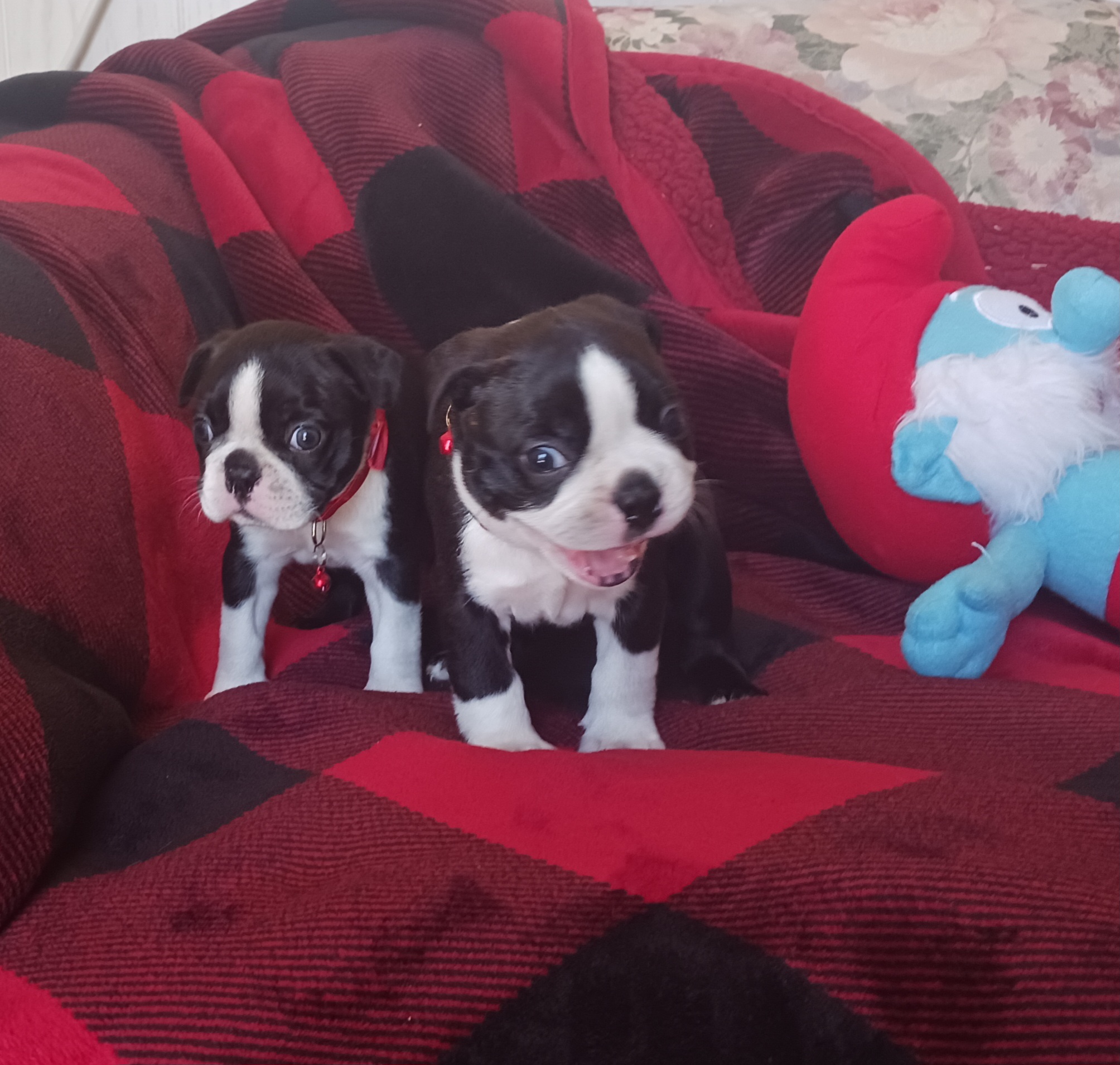 Boston Terrier Puppies from Delamorés Pups