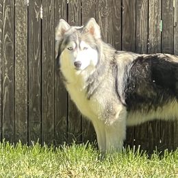 Akira - Siberian Husky