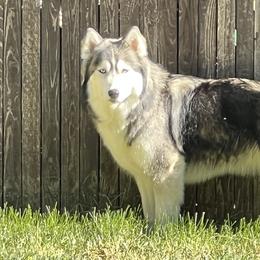 Akira - Siberian Husky