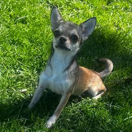 Luke - Fawn male Chihuahua puppy in Niagara County, New York from Coolballow Chihuahuas