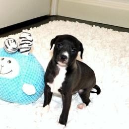 Yasmin's Male 4 - Seal male Italian Greyhound puppy in Sparta Tn And Caryville Fl, Tennessee from Summerwind Kennel