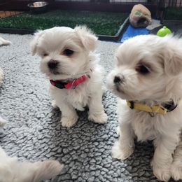 Maltese Puppies from Arizona Maltese Gems