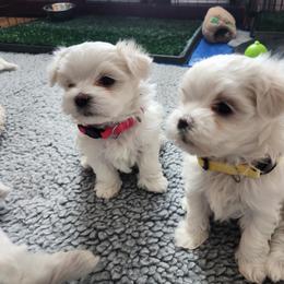 Maltese Puppies from Arizona Maltese Gems
