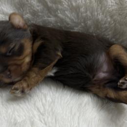 Rolly AKC - Chocolate and tan male Yorkshire Terrier puppy in Labelle, Florida from Chocolate and Parti Yorkies in Florida