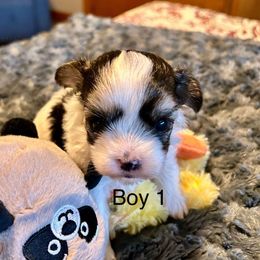 Boy 1 - Black & tan tri-color male Morkie puppy in Ocala, Florida from Hummingbird Fields