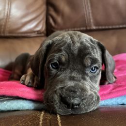 Ruby - Blue Tanpoint - Blue female Great Dane puppy in Morton, Illinois from That Gurl K9s