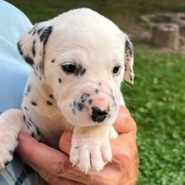 Boy 4 - Dalmatian puppy in New York from 4 AM Dalmatians