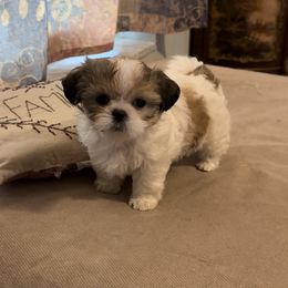 Shih Tzu Puppies from Prescious Shih Tzu’s