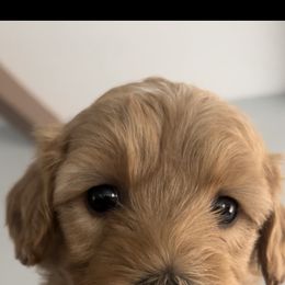 Girl 1 - female Goldendoodle puppy in Jurupa Valley, California from gucci_bentleys_goldendoodles