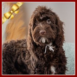 Alexandra - Brown female Cockapoo puppy in Connersville, Indiana from Deaz Doodle Ranch