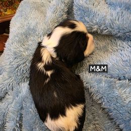 M and M - Tri-color male Cavalier King Charles Spaniel puppy in Lehi, Utah from Angels and Nobility Cavaliers