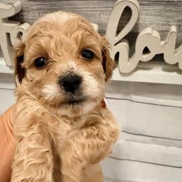 Dopey - Apricot male Goldendoodle puppy in Bradenton, Florida from Christianna’s Mini Goldendoodles