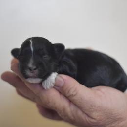 Apple Jack - Black and white male Shichon puppy in Delta, Colorado from PTK Ranch
