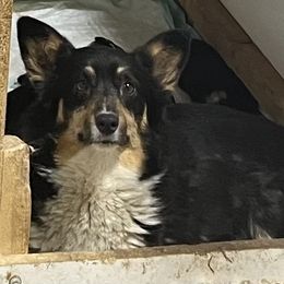 Lucy - Pembroke Welsh Corgi