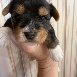 Yorkshire Terrier Puppies from Cassandra Lopez