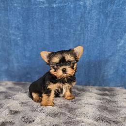 Alfredo - Black and tan male Yorkshire Terrier puppy in Polk City, Florida from Yorkies by Casey
