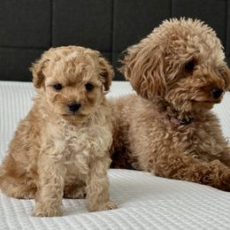 Wilson - Apricot Poodle puppy in Denver, Colorado from Anastasiya