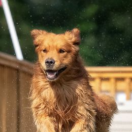 Golden Retrievers from GoldRox Goldens