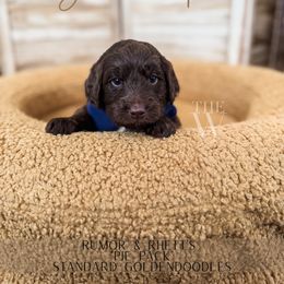 Buttermilk Pie - Chocolate male Goldendoodle puppy in Soddy Daisy, Tennessee from The W Doods