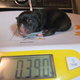 Leafa - Agouti and white female Siberian Husky puppy in Buckeye, Arizona from Anime Huskies