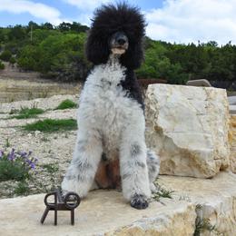 Zinnia - Poodle