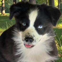 Boone - Black & white male Miniature Australian Shepherd puppy in Patterson, North Carolina from DreamLine Aussies
