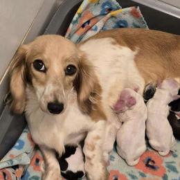 Sage - Dachshund