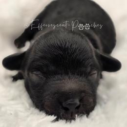 George - Black male Yorkipoo puppy in Coolidge, Arizona from Effervescent-Pooches