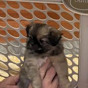 Tibetan Spaniel Puppies from Shangri-La Tibetan Spaniels