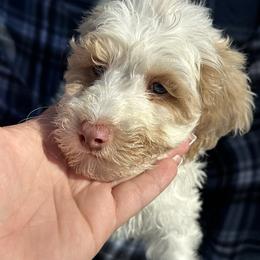 Valentine - Blenheim male Cavapoo puppy in Austin, Texas from Doodles of Central Texas