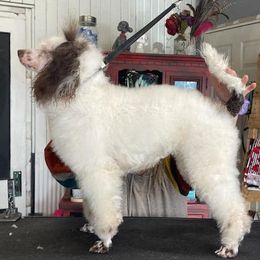 Poodle All Grown Up from Carltons Precious Poodles