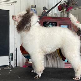 Poodle All Grown Up from Carltons Precious Poodles