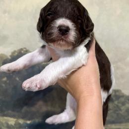 Teddy - Chocolate male Assorted Doodle Crosses puppy in West Monroe, Louisiana from Southern Haven Doodles