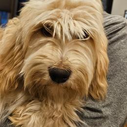 Doc - Gold male Tibetan Terrier puppy in Dorena, Oregon from West Coast Tibetans