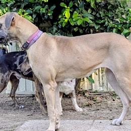 Australian Shepherds, Great Danes, and Great Pyrenees from AEW Farm