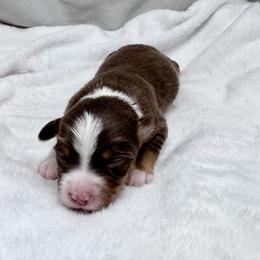Oak - Red tri male Miniature Australian Shepherd puppy in Bly, Oregon from Apacheblus Toy Aussies