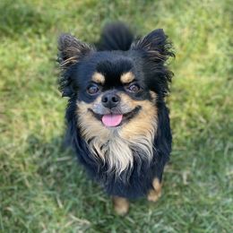 Tucker - Chihuahua