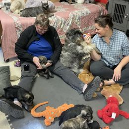 Miniature Schnauzer and Standard Schnauzer Puppies from Shazzam of Oz