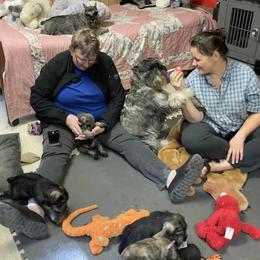 Miniature Schnauzer and Standard Schnauzer Puppies from Shazzam of Oz
