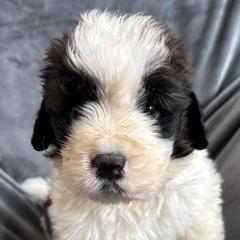 Boy 5 - Brown and white male Saint Berdoodle puppy in San Antonio, Texas from Mammoth Doodles
