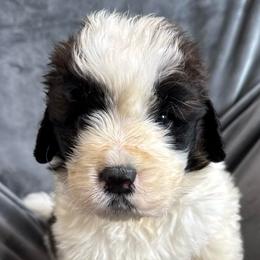 Boy 5 - Brown and white male Saint Berdoodle puppy in San Antonio, Texas from Mammoth Doodles