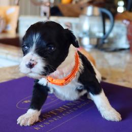 Jonah - Black and white male Portuguese Water Dog puppy in Hamptonville, North Carolina from Alabama Havanese Kennel