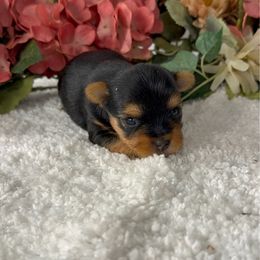 Poppy girl 2 - Blue and gold female Yorkshire Terrier puppy in New Hampton, Iowa from JMAK Dreams